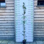 Vistéria kvetnatá (Wisteria floribunda) ´SHOWA BENI´ - výška 170-200 cm, kont. C3L